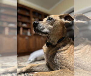 Mutt Dogs for adoption in Gulfport, MI, USA