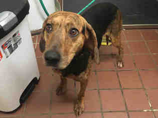 Black and Tan Coonhound-Plott Hound Mix Dogs for adoption in Waynesville, NC, USA