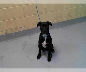 American Pit Bull Terrier-Unknown Mix Dogs for adoption in Tulsa, OK, USA
