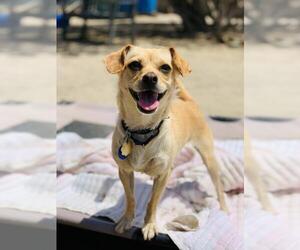 Mutt Dogs for adoption in Seal Beach, CA, USA