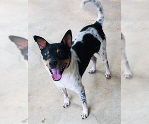 Rat Terrier-Unknown Mix Dogs for adoption in Longview, TX, USA