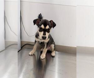 Gerberian Shepsky Dogs for adoption in Baytown, TX, USA