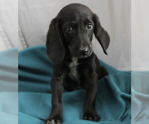 Mutt Dogs for adoption in Mundelein, IL, USA