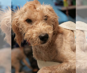 Mutt Dogs for adoption in Brooklyn, NY, USA