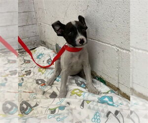 American Pit Bull Terrier-Unknown Mix Dogs for adoption in San Bernardino, CA, USA