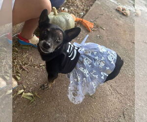 Chihuahua-Unknown Mix Dogs for adoption in Chico, CA, USA