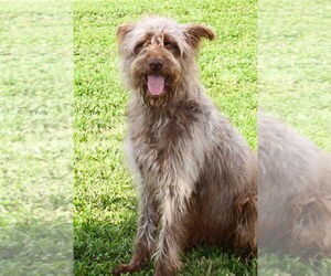 Golden Retriever-Unknown Mix Dogs for adoption in Evansville, IN, USA