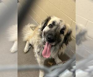 Anatolian Shepherd Dogs for adoption in Waco, TX, USA