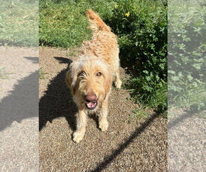 Mutt Dogs for adoption in Turlock, CA, USA