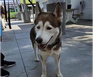 Siberian Husky-Unknown Mix Dogs for adoption in Las Vegas, NV, USA