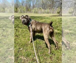 Mastiff-Unknown Mix Dogs for adoption in Forestville, MD, USA