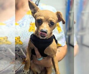 Chihuahua Dogs for adoption in Fort Lauderdale, FL, USA