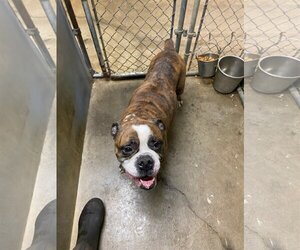 Bull-Boxer Dogs for adoption in Woodbury, MN, USA
