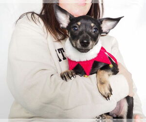 Chipin Dogs for adoption in phoenix, AZ, USA