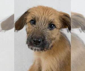 Retriever -Unknown Mix Dogs for adoption in Kennesaw, GA, USA