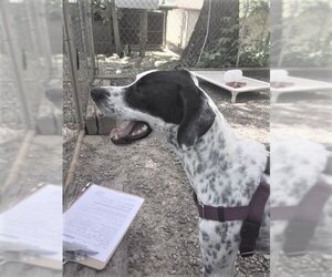 Dalmatian-Pointer Mix Dogs for adoption in Berkeley Springs, WV, USA