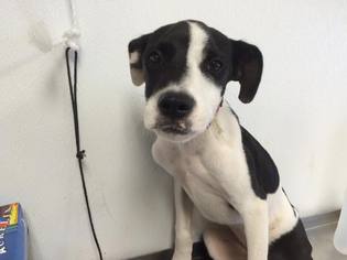 Borador Dogs for adoption in Hopewell Junction, NY, USA