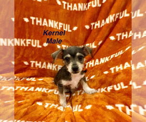 Chihuahua-Unknown Mix Dogs for adoption in Jackson Township, NJ, USA