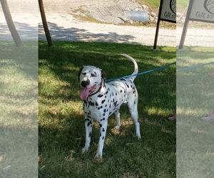 Dalmatian Dogs for adoption in Clarksville, MO, USA