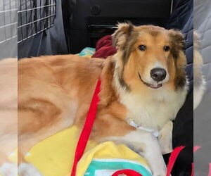 Collie Dogs for adoption in Dublin, OH, USA