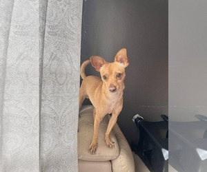 Chihuahua-Unknown Mix Dogs for adoption in Escondido, CA, USA