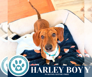 Dachshund-Unknown Mix Dogs for adoption in Kimberton, PA, USA