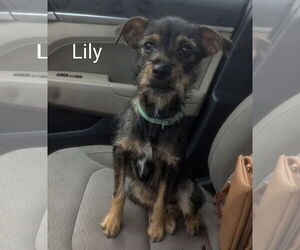 Mutt Dogs for adoption in Morganville, NJ, USA