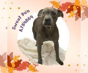 American Staffordshire Terrier-Unknown Mix Dogs for adoption in San Antonio, TX, USA