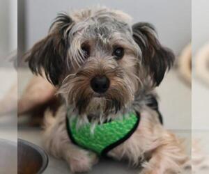 Maltese-Unknown Mix Dogs for adoption in San Antonio, TX, USA