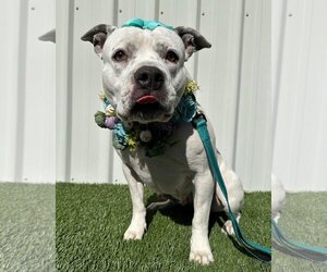 Bullboxer Pit Dogs for adoption in Redlands, CA, USA