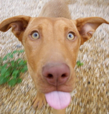 Medium Photo #1 Labralas Puppy For Sale in Von Ormy, TX, USA
