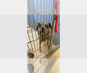 Boxer Dogs for adoption in Austin, TX, USA