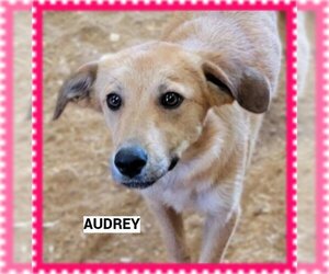 Anatolian Shepherd-Unknown Mix Dogs for adoption in Granbury, TX, USA