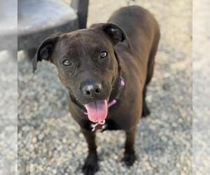 Boxador Dogs for adoption in San Diego, CA, USA