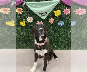 Borador Dogs for adoption in Grasswood, Saskatchewan, Canada