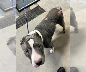 American Pit Bull Terrier-Unknown Mix Dogs for adoption in Stockton, CA, USA