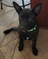 Small Boxer-Bull Terrier Mix