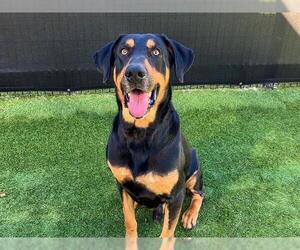 Rotterman Dogs for adoption in Orange, CA, USA