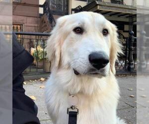 Great Pyrenees Dogs for adoption in Woodside, NY, USA