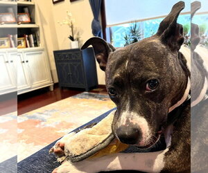 Mutt Dogs for adoption in Fargo, ND, USA