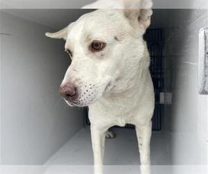 Chow Chow-Unknown Mix Dogs for adoption in Houston, TX, USA