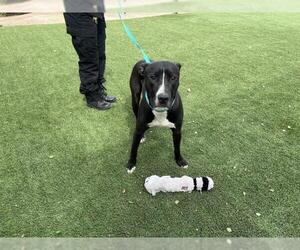 American Pit Bull Terrier-Great Dane Mix Dogs for adoption in Corona, CA, USA