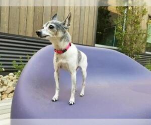 Rat Terrier Dogs for adoption in Brighton, CO, USA