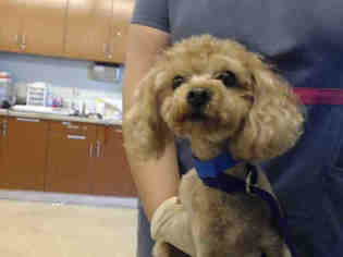 Poodle (Toy) Dogs for adoption in Rancho Cucamonga, CA, USA