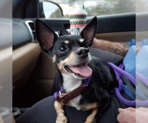 Chihuahua Dogs for adoption in Chester, NJ, USA