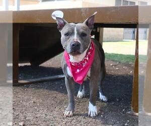 American Staffordshire Terrier-Unknown Mix Dogs for adoption in San Antonio, TX, USA