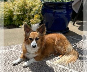 Papshund Dogs for adoption in Stafford, VA, USA