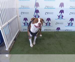 American Pit Bull Terrier Dogs for adoption in Orlando, FL, USA