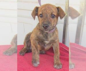 Catahoula Leopard Dog-Unknown Mix Dogs for adoption in Birch Tree, MO, USA