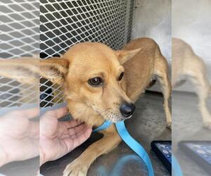 Chihuahua Dogs for adoption in Bakersfield, CA, USA